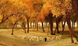 中國南北疆金秋美景18天遊